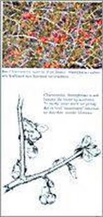 Natuurlijk snoeien / Groenboekerij 9789021520834, Verzenden, Gelezen, Hans van Biemen