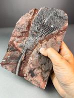 Crinoide - Gefossiliseerd dier - Scyphocrinites elegans - 24