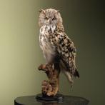 Siberische Oehoe Taxidermie Opgezette Dieren By Max, Ophalen of Verzenden, Opgezet dier