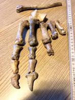 Holenbeerpoot gedeeltelijk fossiel - Fossiel skelet - Ursus