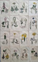 Sir John Hill (1714/ 1775) - Lot. of 16 plates - THE FAMILY, Antiek en Kunst