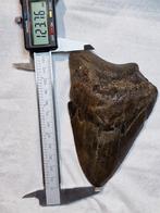Mégalodon - Dent - 12.3×8.4×25 cm, Verzamelen, Mineralen en Fossielen
