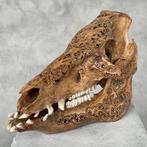 Geen minimumprijs - Prachtige bruine uitgehouwen patina wild