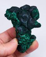 Malachite botryoïdale excellente avec Chantilly - Hauteur :