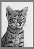 Schu - Serval cub