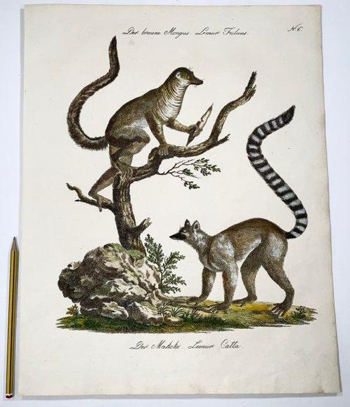 Carl Joseph Brodtmann (b. 1787) - Large format (44.3cm) -, Antiek en Kunst, Antiek | Boeken en Manuscripten