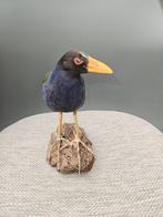 Afrikaans Purperhoen Taxidermie volledige montage -, Verzamelen, Nieuw