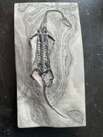 Reptile fossile: Keichousaurus  -Trias - Animal fossilisé -
