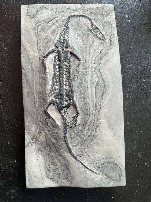 Reptile fossile: Keichousaurus  -Trias - Animal fossilisé -, Verzamelen, Mineralen en Fossielen
