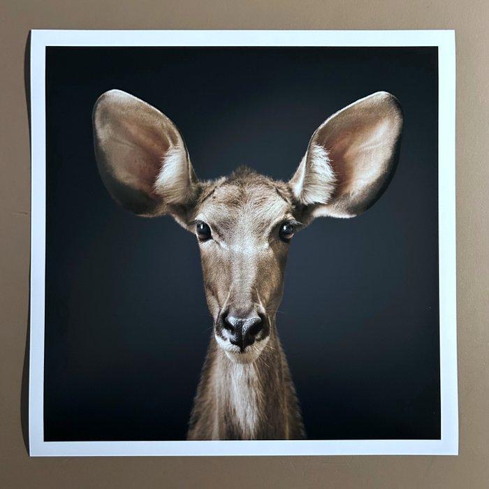 Ralph Hargarten - Kudu, Antiquités & Art, Art | Objets design