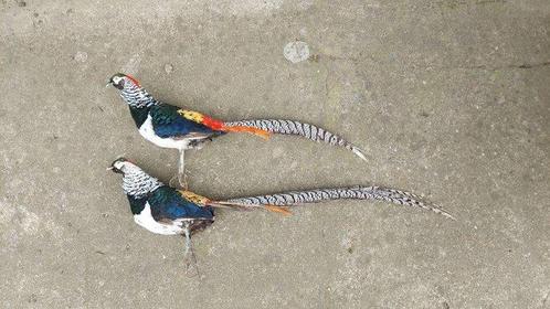 2x Lady Amherst Fazanten Ongemonteerd Taxidermie volledige, Verzamelen, Dierenverzamelingen