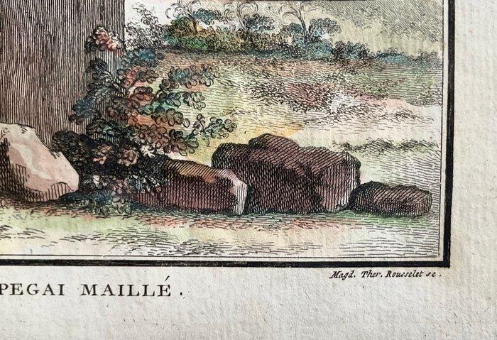 Jacques Eustache de Seve (1742 - 1788) - Le papegai maillé, Antiek en Kunst, Antiek | Overige Antiek