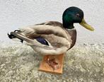 Eend Taxidermie volledige montage - Anas platyrhynchos - 29, Nieuw