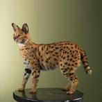 Serval Support de corps entier pour taxidermie - Leptailurus, Nieuw