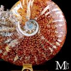 Goede kwaliteit ammoniet Cleoniceras fossiel ammoniet op, Antiek en Kunst