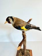 Europese goudvink (mannetje) Taxidermie volledige montage -, Verzamelen, Nieuw