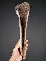 Fragment van de kuitbeen van de Madagascische olifantsvogel, Verzamelen, Mineralen en Fossielen