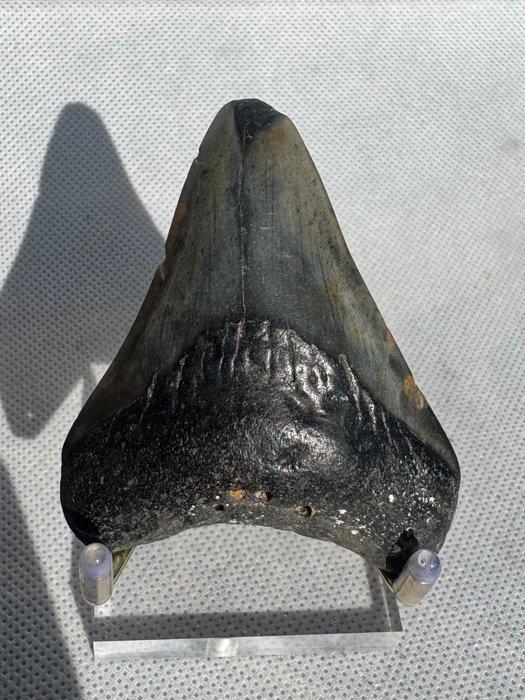 Megalodon - Fossiele tand - Carcharocles megalodon - 7 cm, Verzamelen, Mineralen en Fossielen