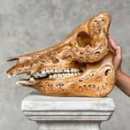 PAS DE PRIX DE RESERVE - Sanglier sculpté patiné brun -