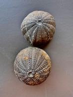 Zee-egel - Fossiel fragment - Tetragramma M. - 35 mm - 34 mm