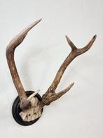 sambar hert Gewei - Rusa unicolor - 0 cm - 0 cm - 0 cm, Nieuw