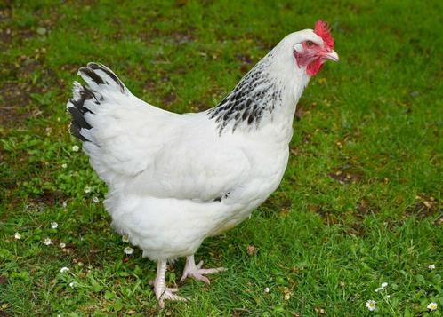 Sussex kippen, Dieren en Toebehoren, Pluimvee | Toebehoren