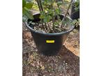 Quercus Ilex Multistam - Sierboom, Tuin en Terras, Planten | Bomen