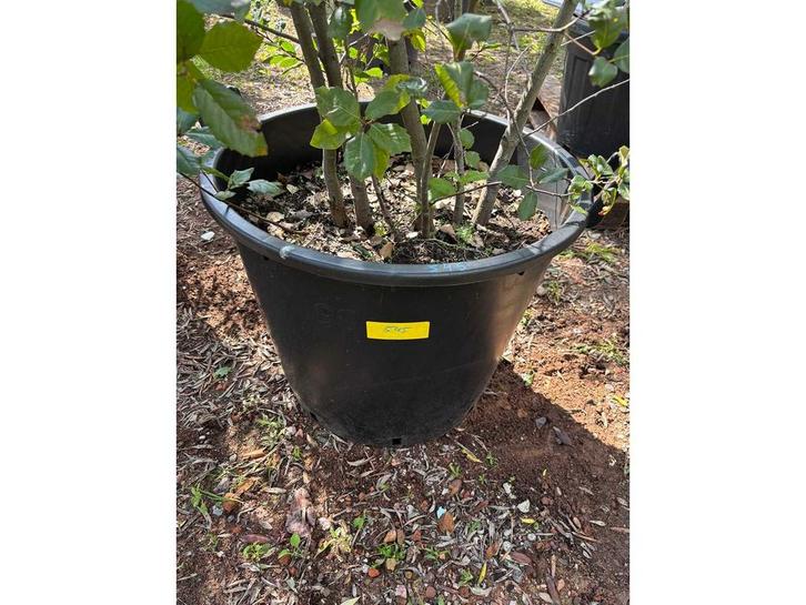Quercus Ilex Multistam - Sierboom, Tuin en Terras, Planten | Bomen