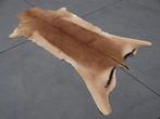 African Impala Skin Balg - Aepyceros melampus - 120 cm - 1