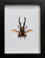 Loofhoutboktor Taxidermie volledige montage - Cyclommatus, Verzamelen, Nieuw