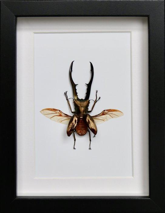 Loofhoutboktor Taxidermie volledige montage - Cyclommatus, Verzamelen, Dierenverzamelingen