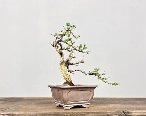 Thymus - Hoogte (boom): 18 cm - Diepte (boom): 13 cm -, Antiek en Kunst, Curiosa en Brocante