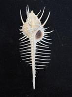 Escargot de mer Coquillage marin - S-114 MUREX PECTEN (Sans, Collections