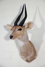 Bushbuck Taxidermie schoudermontage - Tragelaphus sylvaticus, Collections, Collections Animaux