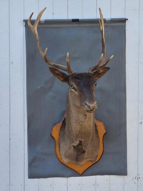 Daim Taxidermie wandmontage - Dama dama - très rare spécimen, Verzamelen, Dierenverzamelingen