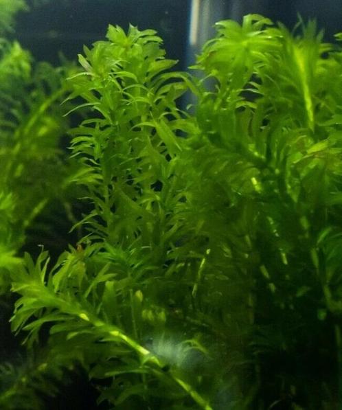 Elodea Densa - zuurstofplant per bos (Vijverplanten), Tuin en Terras, Vijvers, Nieuw, Ophalen of Verzenden