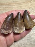 Mosasaurus - Fossiele tand - mosasaurio - 5 cm - 3 cm