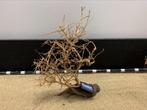 Osaka Bonsai Tree nr 26 - 40x13x48cm - aquascaping boom, Dieren en Toebehoren, Ophalen of Verzenden, Nieuw, Plant(en), Steen of Hout