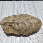 Vis - Gefossiliseerde kaak - Enchodus sp. - 18 cm - 10 cm