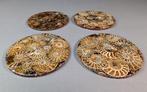 Set decoratieve schijven Ø11cm gemaakt van ammonieten -