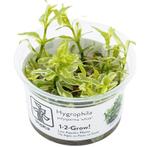 Tropica Hygrophila polysperma white 1-2-grow! (medium), Verzenden
