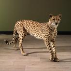 Cheetah Jachtluipaard Taxidermie Opgezette Dieren By Max, Ophalen of Verzenden, Nieuw, Wild dier, Opgezet dier