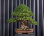 Japanese winterberry bonsai (Ilex serrata) - Hoogte (boom):