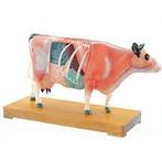 Anatomisch model koe met accupuntuur punten ST-ATM127, Diversen, Verzenden, Nieuw
