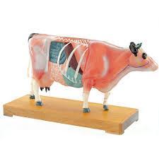 Anatomisch model koe met accupuntuur punten ST-ATM127, Divers, Matériel Infirmier, Envoi