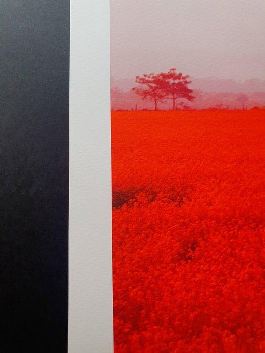 Viet Ha Tran - Red flower field in Nepal, Antiek en Kunst, Kunst | Designobjecten