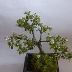 Dwergmispel bonsai - Hoogte (boom): 25 cm - Diepte (boom):, Antiquités & Art, Art | Peinture | Classique