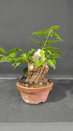 Bonsaï Bougainvillier (Bougainvillea glabra) - Hauteur