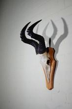 Hartebeest skull Schedel - Alcelaphus buselaphus - 36 cm -, Collections, Collections Animaux