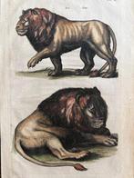 Matthäus I Merian (1593-1650) - Leoni - Historia Naturalis